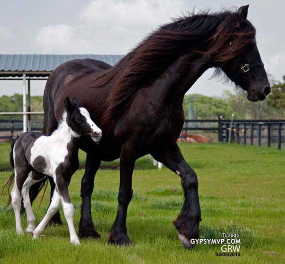 Gypsy-Friesian Horses for Sale