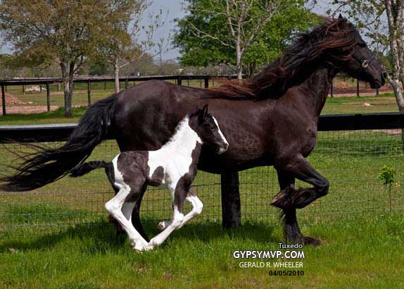 Gypsy-Friesian  Horses  for Sale