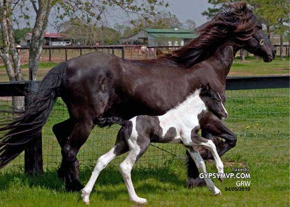 Gypsy-Friesian  Horses  for Sale
