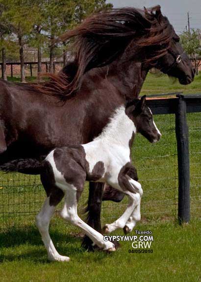 Gypsy-Friesian Horses for Sale