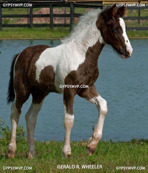 Gypsy-Friesian  Horses  for Sale