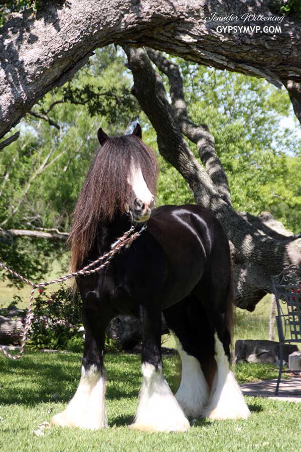 Gypsy Vanner Horses for Sale | Stallion | Mr Twister