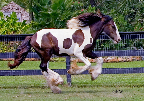 Two Step | Gypsy Vanner Colts for Sale | Piebald