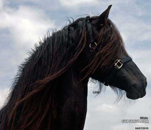 Black Friesian Mare for Sale