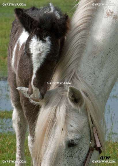 Gypsy Vanner Horses for Sale | Colt | Vegas
