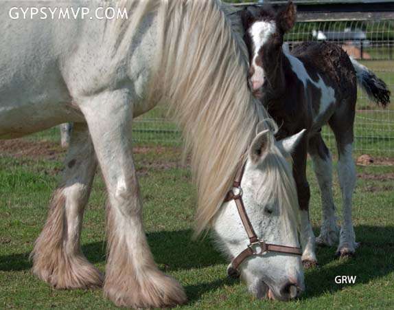 Gypsy Vanner Horses for Sale | Colt | Piebald | Vegas