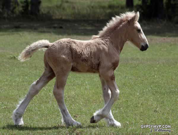 War Dance is a Gypsy Vanner Palomino colt