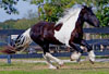 Wasabi | Piebald Gelding for Sale