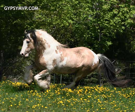 Gypsy Vanner Horses for Sale | Stallion | Wildfire