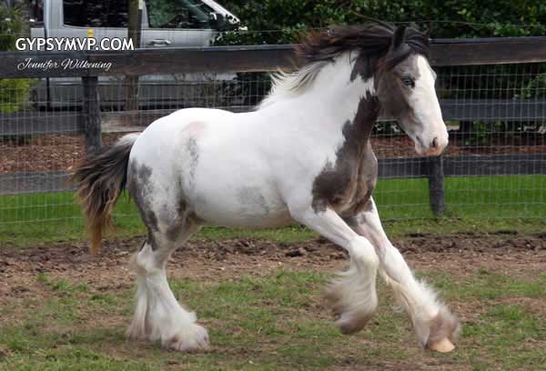 Gypsy Vanner Horses for Sale | Colt | Skewbald Bay & White Spotted | Willie
