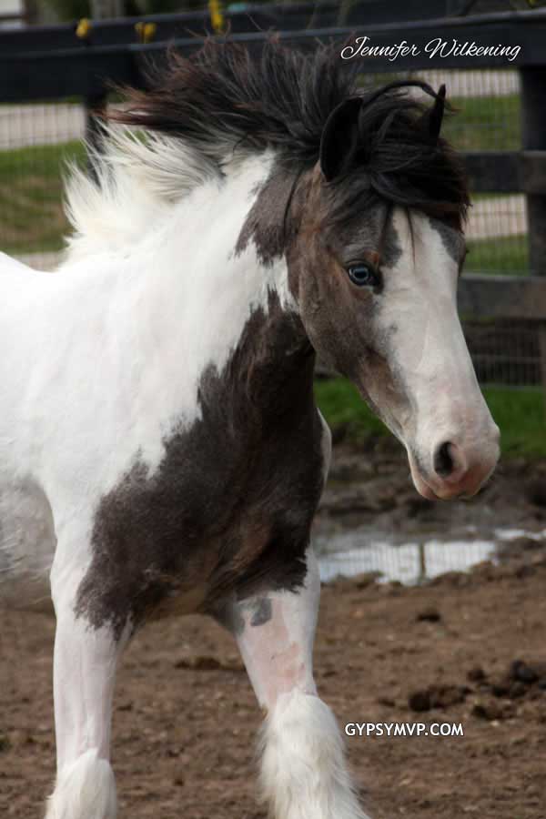 Gypsy Vanner Horses for Sale | Colt | Skewbald Bay & White Spotted | Willie