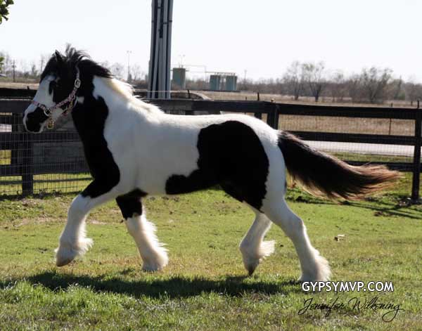 Gypsy Vanner Horses for Sale | Filly | Piebald | Willow