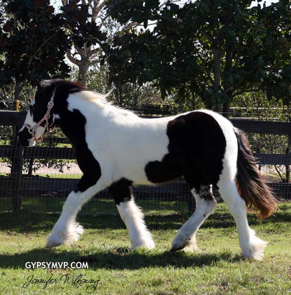 Gypsy Vanner Horses for Sale | Filly | Piebald | Willow