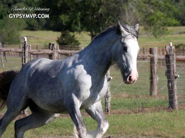 Gypsy Vanner Horses for Sale | Filly | Grey | Windsong