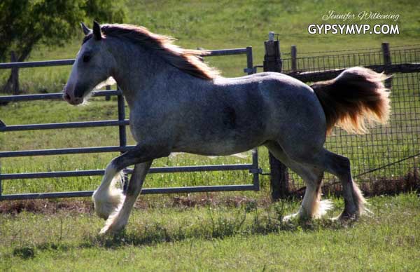 Gypsy Vanner Horses for Sale | Filly | Grey | Windsong
