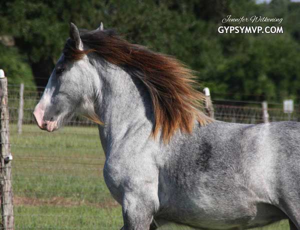 Gypsy Vanner Horses for Sale | Filly | Grey | Windsong