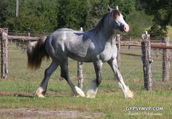 Gypsy Vanner Horses for Sale | Filly | Grey | Windsong