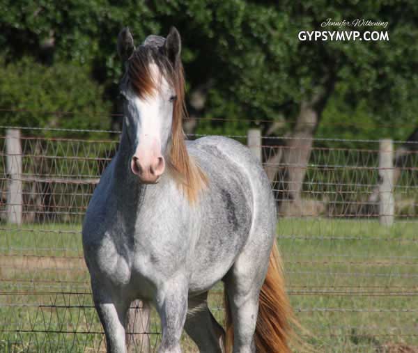 Gypsy Vanner Horses for Sale | Filly | Grey | Windsong