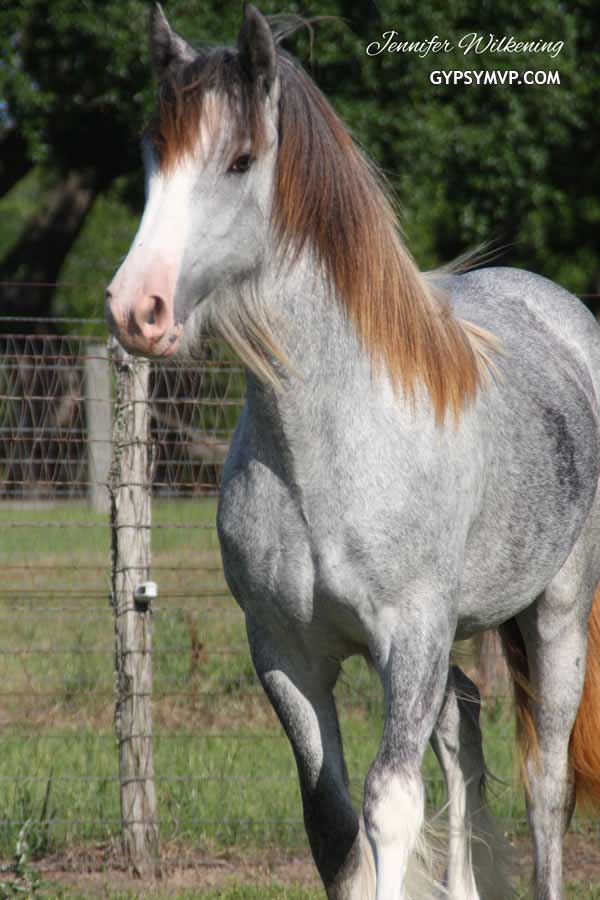 Gypsy Vanner Horses for Sale | Filly | Grey | Windsong