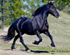 Ynske | Black Friesian Mare for Sale