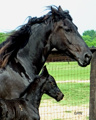 Ynske | Friesian Mare for Sale | Black