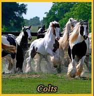 Gypsy Vanner Colts for Sale