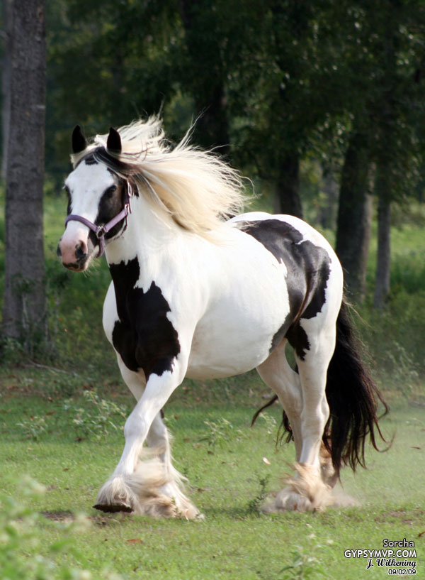 Gypsy Vanner Sorcha Running thru the field