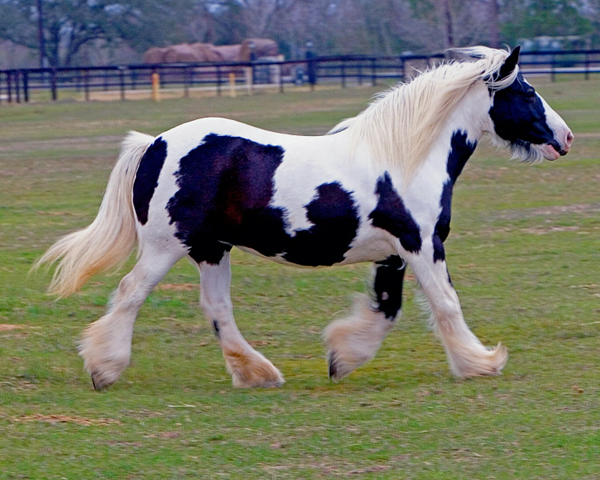 Appleby Annie | Gypsy Vanner Mare for Sale | Piebald