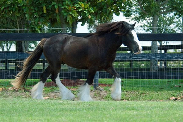 Will be submitted to the Gypsy Vanner Horse Society in 2008.