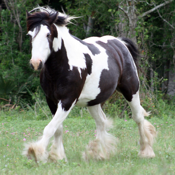 Charles Dickins is a wonderful new Gypsy Vanner Gelding. 