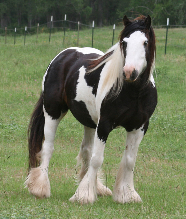 He was born 08/30/2002 and is registered with GVHS.