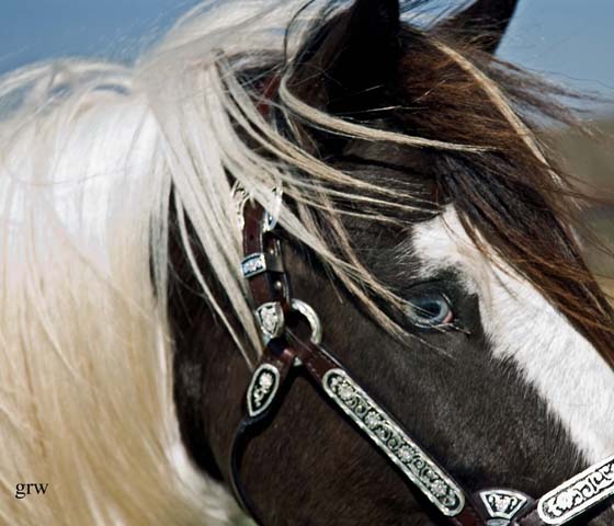 Flota | Gypsy Vanner Mare for Sale | Piebald