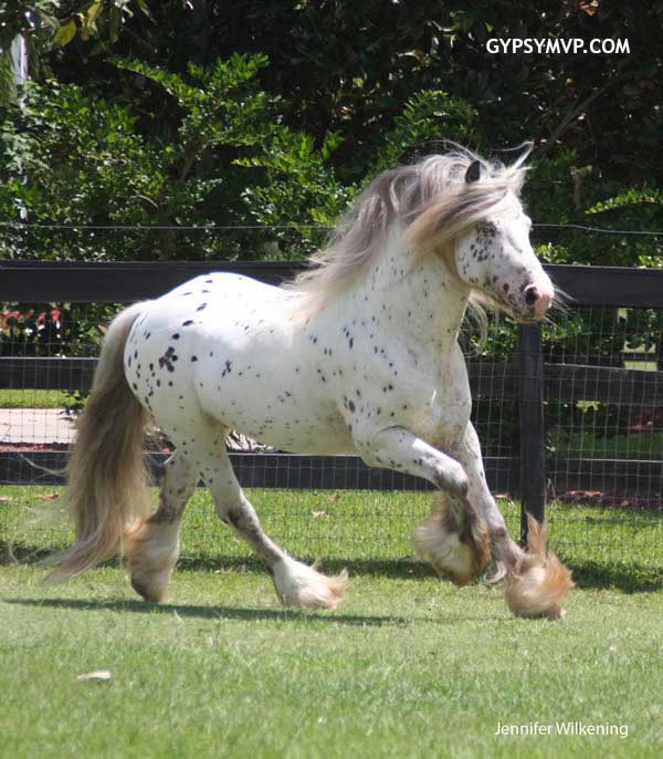 Gypsy Vanner Horses for Sale | Stallion | Spotted | Ghost Rider