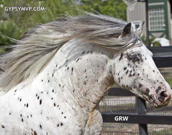 Gypsy Vanner Horses for Sale | Stallion | Spotted | Ghost Rider