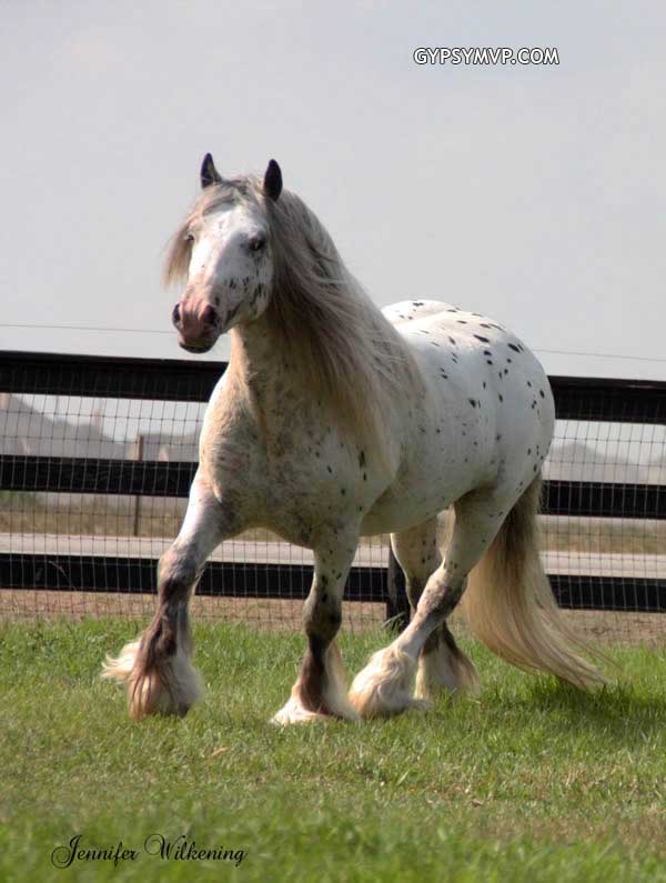 Gypsy Vanner Horses for Sale | Stallion | Spotted | Ghost Rider