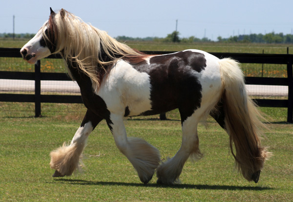 What a handsome young gypsy vanner gelding
