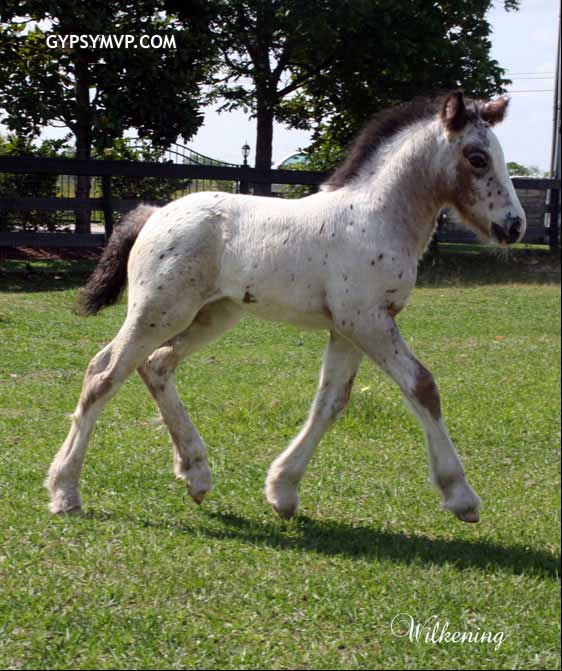 Gypsy Vanner Horses for Sale | Colt | Jackpot