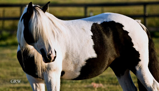 Johnny-registered Gypsy Vanner Horse for Sale