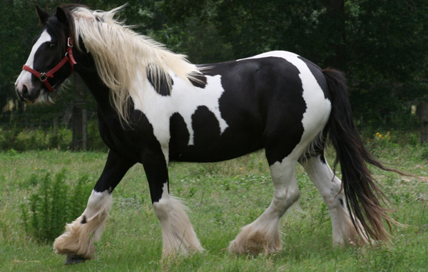 Johnny has wonderful gypsy horse feathering and abundant mane and tail. 