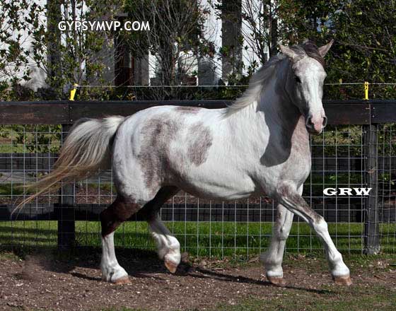 Savannah | Gypsy-Arab Filly Horse | Shadow Paint (Grey and White)