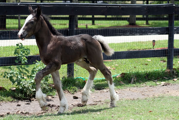 We believe his color is Seal Brown with a black and white tail.