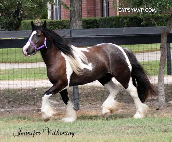 Gypsy Vanner Horses for Sale | Mare | Piebald | ST Party Girl