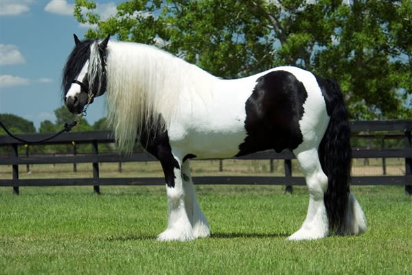 If you are looking to breed color into your foals every time, then this is your boy! 